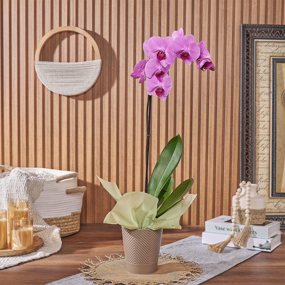 Pink Orchid Plant – how the gift is presented