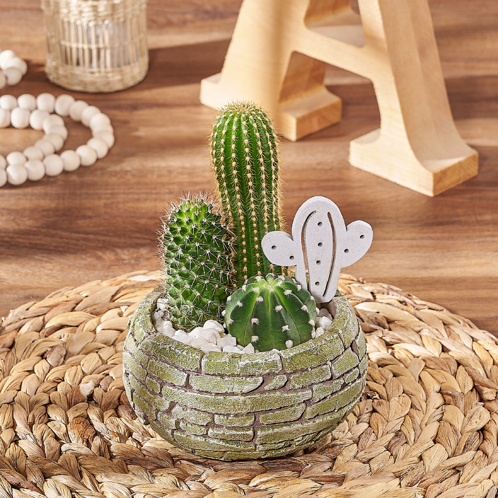 Assorted Cactus Plant Trio – how the gift is presented