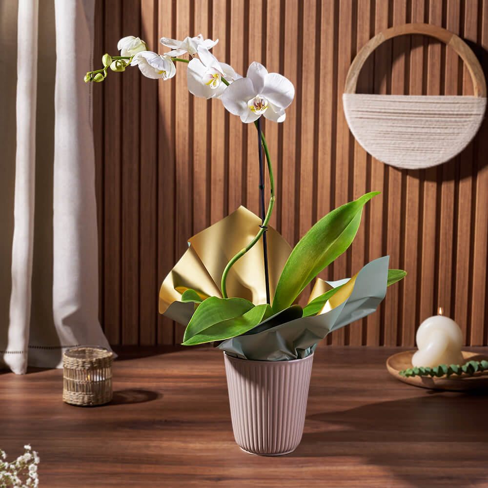 Ceramic Planter Orchid – how the gift is presented