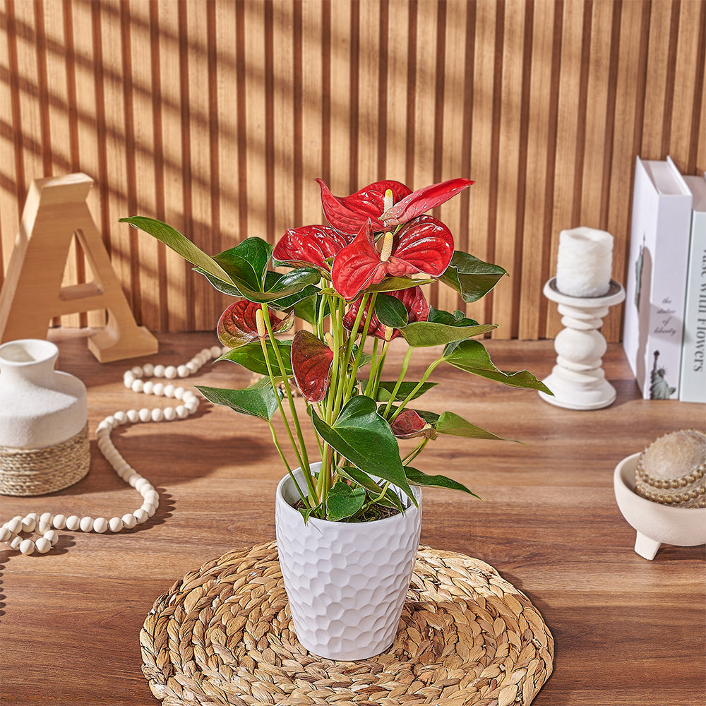 Potted Anthurium Plant, plant gift, plant, floral gift, floral, Connecticut delivery