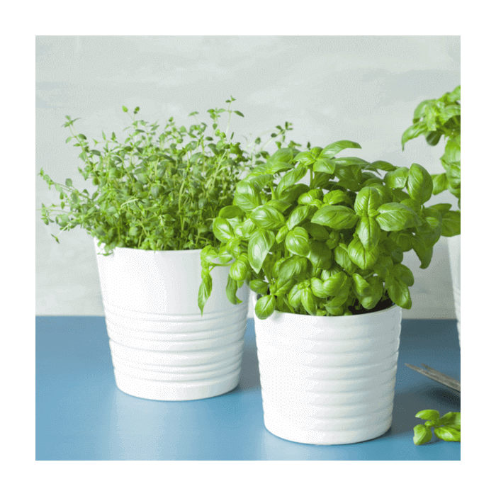 Seasonal Plants - Plant Gift Subscription - Connecticut Baskets - Connecticut Delivery