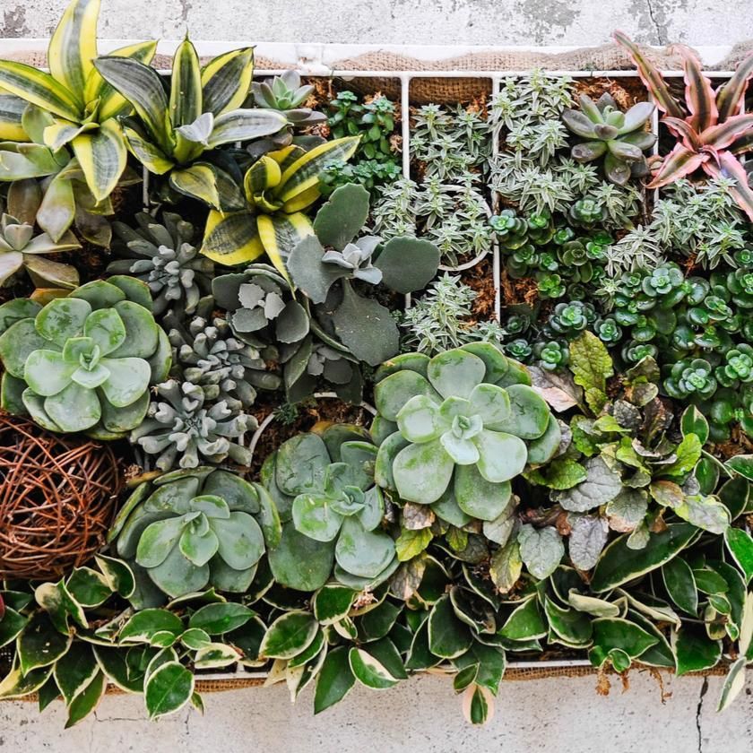 Succulents & Cacti From Connecticut Baskets - Plant Gift - Connecticut Delivery
