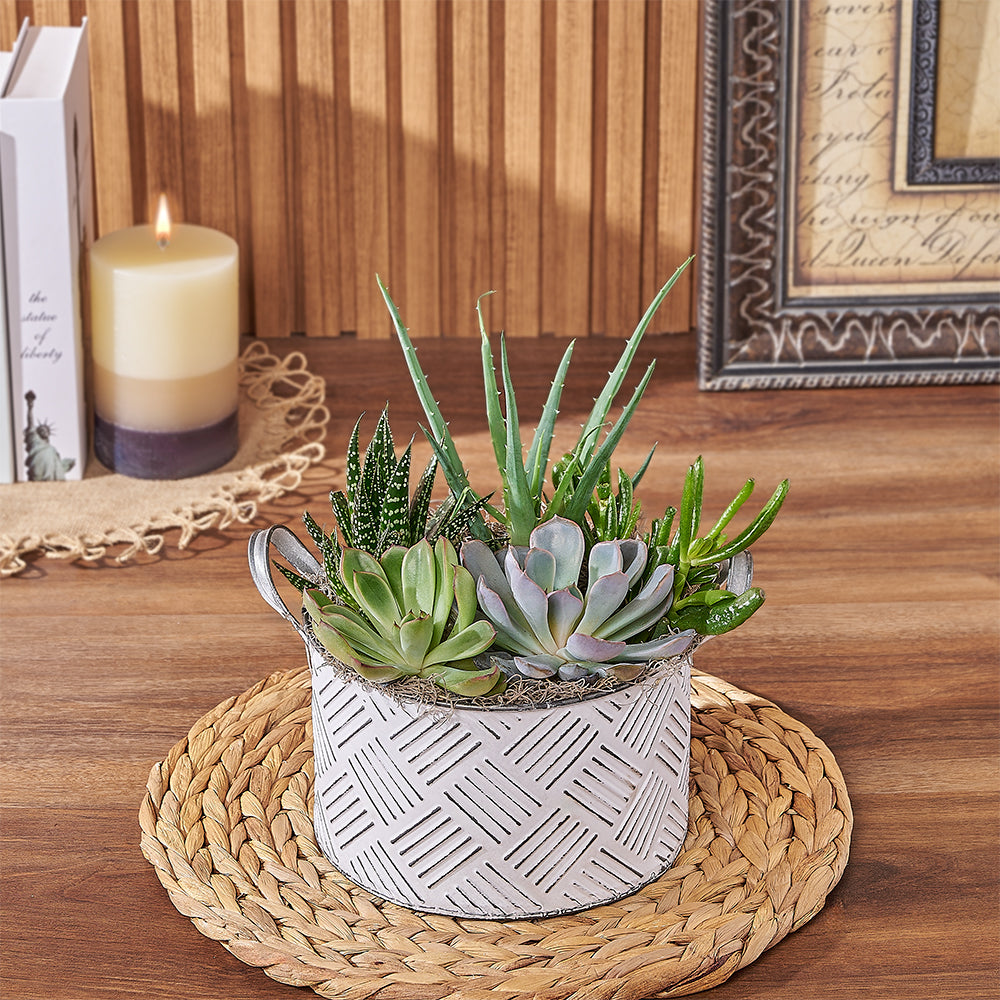 With the Generous Succulent Gift, enjoy a beautiful and vibrant plant gift that is sure to brighten up any space, Connecticut delivery