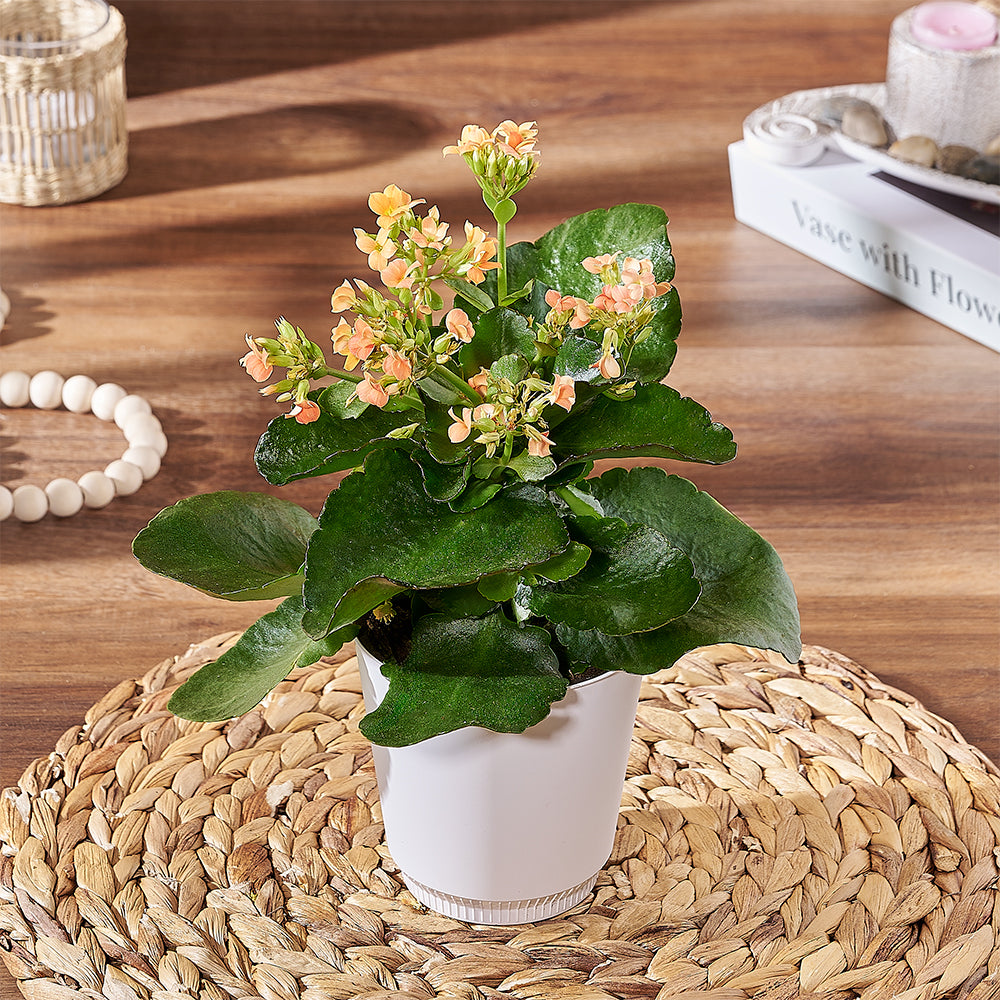 Premium Kalanchoe Indoor Plant – how the gift is presented
