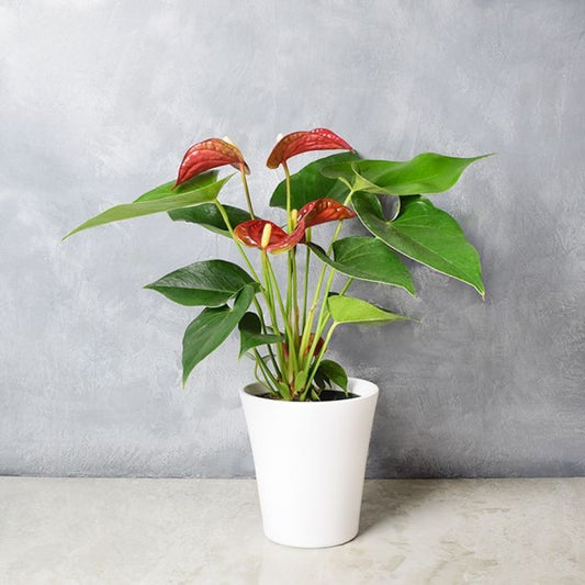 Potted Anthurium Plant - Plant Gift - Connecticut Baskets - Connecticut Delivery