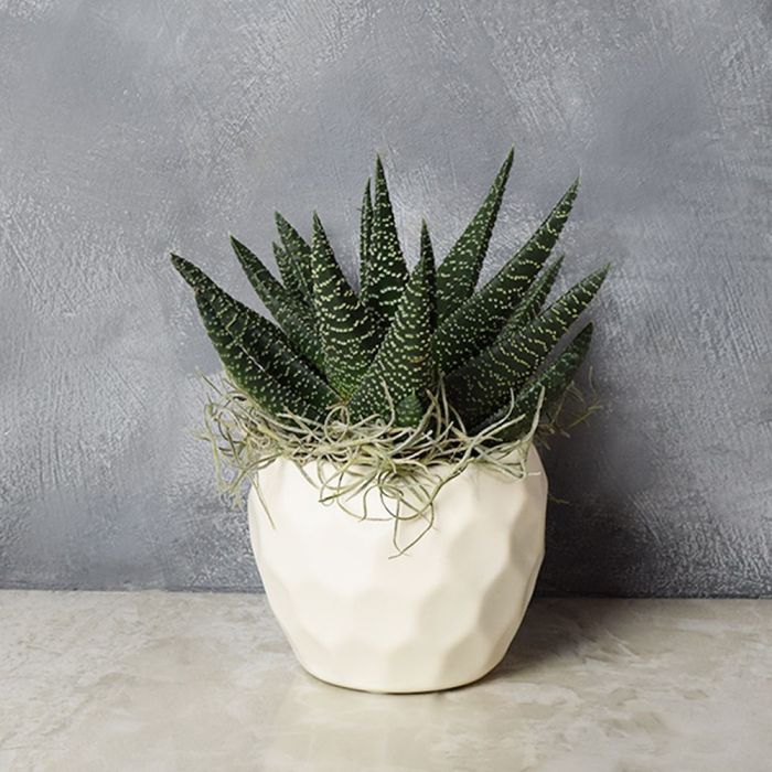 Potted Zebra Plant Succulent from Connecticut Baskets - Connecticut Delivery