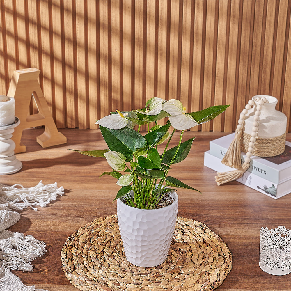 Send the White Anthurium Plant to anyone who loves a beautiful and natural plant gift, Connecticut delivery 