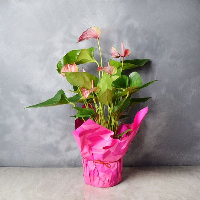 Tickled Pink Potted Anthuriums - floral gift baskets –unites states ...